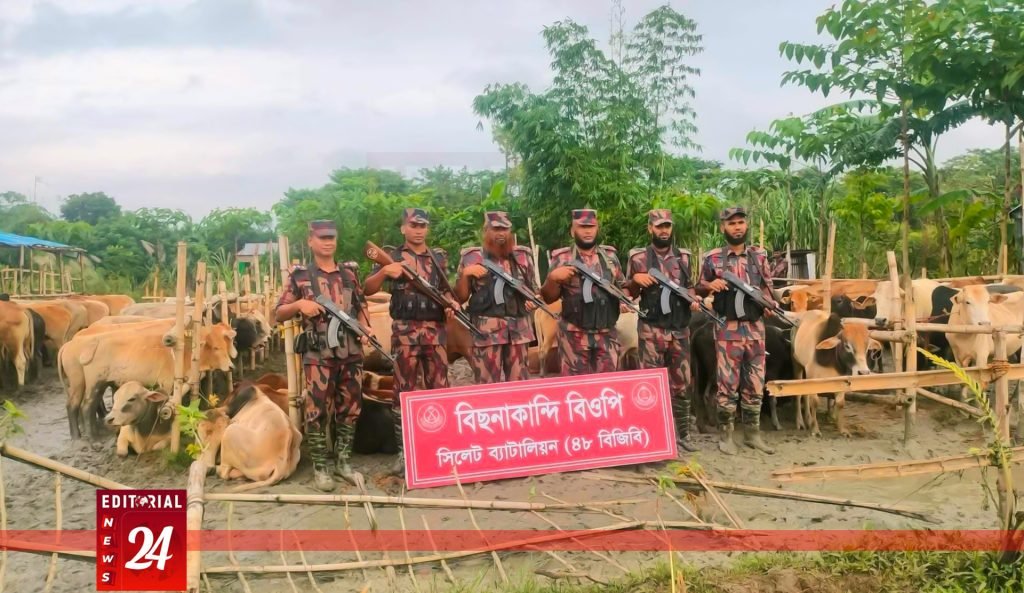 সিলেট সীমান্তে ৩ কোটি টাকার ভারতীয় গরু-মহিষের বিশাল চালান আটক, বিজিবির সফল অভিযান l Editorial News 24