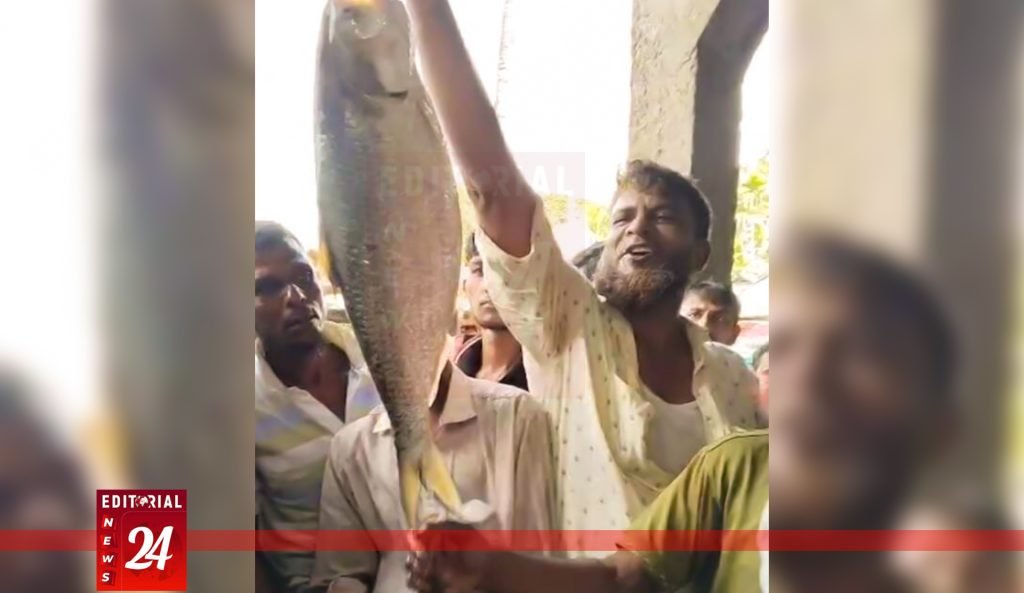 রামগতিতে অবিশ্বাস্য ঘটনা—তিন কেজির ইলিশ বিক্রি হলো ১০ হাজার টাকায় l Editorial News 24