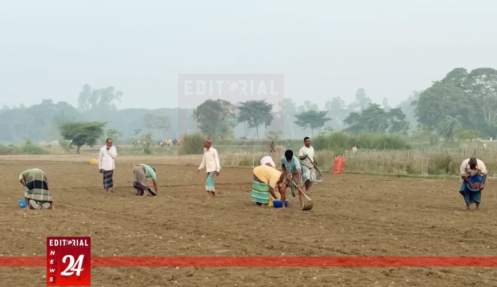 লাভের আশায় হাকিমপুরে আগাম আলু চাষে ব্যস্ত কৃষকরা l Editorial News 24
