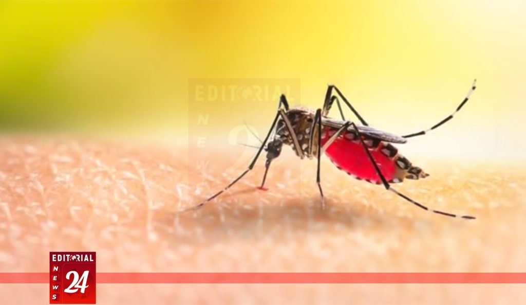 "ডেঙ্গুতে একদিনে ৬ জনের মৃত্যু, হাসপাতালে ভর্তি ৯৮৩ জন" l Editorial News 24