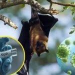 **ভারতে নিপাহ ভাইরাসে দুইজন আক্রান্ত, পরিস্থিতি নিয়ন্ত্রণে: কর্তৃপক্ষ** ভারতে প্রাণঘাতী নিপাহ ভাইরাসে দুইজন আক্রান্ত হয়েছেন, তবে সময়মতো ব্যবস্থা নেওয়ায় পরিস্থিতি নিয়ন্ত্রণে রয়েছে বলে জানিয়েছে দেশটির স্বাস্থ্য মন্ত্রণালয়। মুম্বাই থেকে এএফপি জানায়, পশ্চিমবঙ্গ রাজ্যে শনাক্ত হওয়া এই দুটি নিপাহ সংক্রমণের ঘটনায় ‘বর্ধিত নজরদারি, পরীক্ষাগারভিত্তিক পরীক্ষা ও মাঠপর্যায়ের তদন্ত’ পরিচালনা করা হয়েছে। এর ফলে সংক্রমণ দ্রুত নিয়ন্ত্রণে আনা সম্ভব হয়েছে। আক্রান্ত দুই রোগীর বিস্তারিত পরিচয় বা শারীরিক অবস্থার তথ্য প্রকাশ করা হয়নি। মন্ত্রণালয়ের বিবৃতিতে বলা হয়, পরিস্থিতি সার্বক্ষণিক পর্যবেক্ষণে রাখা হয়েছে এবং প্রয়োজনীয় সব জনস্বাস্থ্য ব্যবস্থা কার্যকর রয়েছে। আক্রান্তদের সংস্পর্শে আসা মোট ১৯৬ জনকে শনাক্ত করে পরীক্ষা করা হয়েছে, যাদের সবাই নিপাহ ভাইরাসে নেগেটিভ বলে প্রমাণিত হয়েছেন। বিশ্ব স্বাস্থ্য সংস্থার (ডব্লিউএইচও) তথ্য অনুযায়ী, নিপাহ ভাইরাস প্রাণী থেকে মানুষের মধ্যে ছড়ায়। বর্তমানে এ ভাইরাসের কোনো টিকা নেই এবং মৃত্যুহার ৪০ থেকে ৭৫ শতাংশ পর্যন্ত হতে পারে। ১৯৯৮ সালে মালয়েশিয়ায় প্রথম শূকর খামারিদের মধ্যে নিপাহ ভাইরাস শনাক্ত হয়। ভারতে প্রথম প্রাদুর্ভাব দেখা দেয় ২০০১ সালে পশ্চিমবঙ্গে। ২০১৮ সালে কেরালায় নিপাহ ভাইরাসে অন্তত ১৭ জন মারা যান, পরে ২০২৩ সালে আরও দুইজনের মৃত্যু ঘটে। নিপাহ সংক্রমণের লক্ষণ হিসেবে দেখা দেয় তীব্র জ্বর, বমি এবং শ্বাসযন্ত্রের সংক্রমণ। গুরুতর ক্ষেত্রে খিঁচুনি ও মস্তিষ্কে প্রদাহ সৃষ্টি হয়ে রোগী কোমায় চলে যেতে পারে। ফলখেকো বাদুড়কে নিপাহ ভাইরাসের প্রাকৃতিক বাহক হিসেবে চিহ্নিত করা হয়েছে এবং পরবর্তী প্রাদুর্ভাবের মূল উৎস হিসেবে বিবেচনা করা হয়।