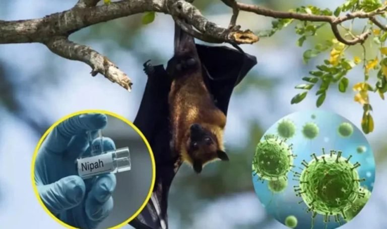 **ভারতে নিপাহ ভাইরাসে দুইজন আক্রান্ত, পরিস্থিতি নিয়ন্ত্রণে: কর্তৃপক্ষ** ভারতে প্রাণঘাতী নিপাহ ভাইরাসে দুইজন আক্রান্ত হয়েছেন, তবে সময়মতো ব্যবস্থা নেওয়ায় পরিস্থিতি নিয়ন্ত্রণে রয়েছে বলে জানিয়েছে দেশটির স্বাস্থ্য মন্ত্রণালয়। মুম্বাই থেকে এএফপি জানায়, পশ্চিমবঙ্গ রাজ্যে শনাক্ত হওয়া এই দুটি নিপাহ সংক্রমণের ঘটনায় ‘বর্ধিত নজরদারি, পরীক্ষাগারভিত্তিক পরীক্ষা ও মাঠপর্যায়ের তদন্ত’ পরিচালনা করা হয়েছে। এর ফলে সংক্রমণ দ্রুত নিয়ন্ত্রণে আনা সম্ভব হয়েছে। আক্রান্ত দুই রোগীর বিস্তারিত পরিচয় বা শারীরিক অবস্থার তথ্য প্রকাশ করা হয়নি। মন্ত্রণালয়ের বিবৃতিতে বলা হয়, পরিস্থিতি সার্বক্ষণিক পর্যবেক্ষণে রাখা হয়েছে এবং প্রয়োজনীয় সব জনস্বাস্থ্য ব্যবস্থা কার্যকর রয়েছে। আক্রান্তদের সংস্পর্শে আসা মোট ১৯৬ জনকে শনাক্ত করে পরীক্ষা করা হয়েছে, যাদের সবাই নিপাহ ভাইরাসে নেগেটিভ বলে প্রমাণিত হয়েছেন। বিশ্ব স্বাস্থ্য সংস্থার (ডব্লিউএইচও) তথ্য অনুযায়ী, নিপাহ ভাইরাস প্রাণী থেকে মানুষের মধ্যে ছড়ায়। বর্তমানে এ ভাইরাসের কোনো টিকা নেই এবং মৃত্যুহার ৪০ থেকে ৭৫ শতাংশ পর্যন্ত হতে পারে। ১৯৯৮ সালে মালয়েশিয়ায় প্রথম শূকর খামারিদের মধ্যে নিপাহ ভাইরাস শনাক্ত হয়। ভারতে প্রথম প্রাদুর্ভাব দেখা দেয় ২০০১ সালে পশ্চিমবঙ্গে। ২০১৮ সালে কেরালায় নিপাহ ভাইরাসে অন্তত ১৭ জন মারা যান, পরে ২০২৩ সালে আরও দুইজনের মৃত্যু ঘটে। নিপাহ সংক্রমণের লক্ষণ হিসেবে দেখা দেয় তীব্র জ্বর, বমি এবং শ্বাসযন্ত্রের সংক্রমণ। গুরুতর ক্ষেত্রে খিঁচুনি ও মস্তিষ্কে প্রদাহ সৃষ্টি হয়ে রোগী কোমায় চলে যেতে পারে। ফলখেকো বাদুড়কে নিপাহ ভাইরাসের প্রাকৃতিক বাহক হিসেবে চিহ্নিত করা হয়েছে এবং পরবর্তী প্রাদুর্ভাবের মূল উৎস হিসেবে বিবেচনা করা হয়।