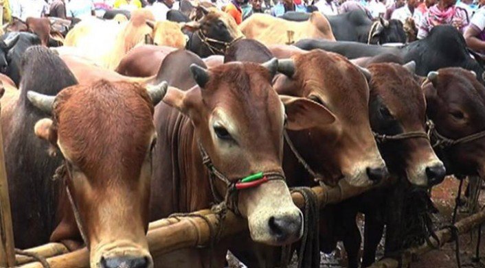 ডিএনসিসির কোরবানির হাটে দরপত্রে মিশ্র সাড়া