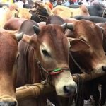 রাজধানীর কোরবানির পশুর হাটের স্থান চূড়ান্ত